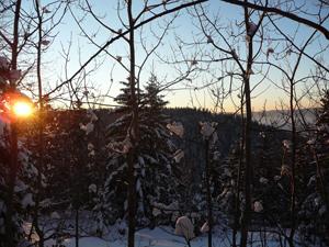 Photo Trives