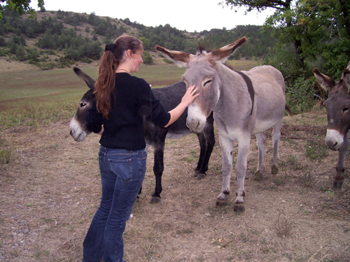 Photo : Randonnées en Anes