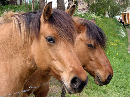 Photo : Equitation