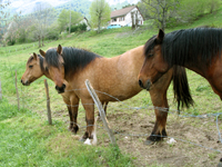 Photo : Equitation