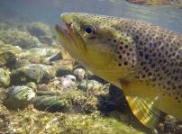 Photo : Pche en ruisseau, lac, tang artificiel