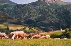 Photo : Lalley et ses moutons