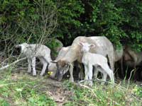 Photo : Jeunes agneaux