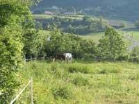 Photo : Chevaux dans un parc